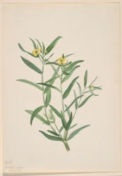 Uden titel (blomsterstudie)