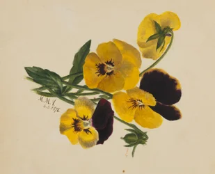 Uden titel (Stedmoderblomster)