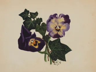 Uden titel (Stedmoderblomster og vedbend)