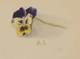 Uden titel (Pansy)