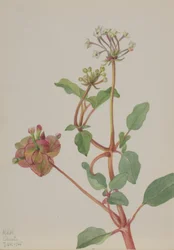 Uden titel (Tripterocalyx pedunculatus)