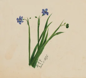 Uden titel, 1875.