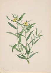 Uden titel Blomsterstudie, 1923.