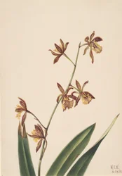 Unavngivet blomsterstudie, 1924.