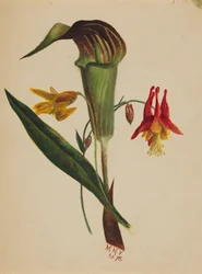 Uden titel Jack in the Pulpit, 1876.