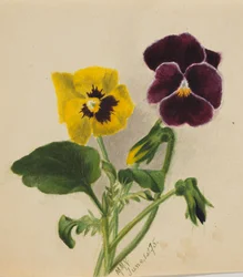 Uden titel stedmoderblomster, 1875.