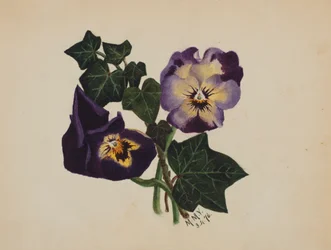 Uden titel Pansies and Ivy, 1876.
