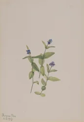 Veronica wormskjoldii, 1917.