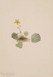 Viola orbiculata, 1911.