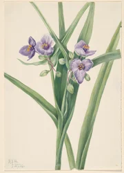 Virginia Spiderwort Tradescantia virginiana, 1920.
