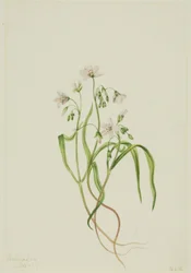 Virginia forårsskønhed (Claytonia virginica)