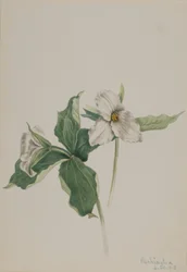 Trillium grandiflorum (storkenæb)