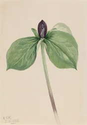Wake-Robin Trillium fastsiddende, 1920.