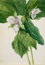 Wake-Robin Trillium-lignelse, 1939.