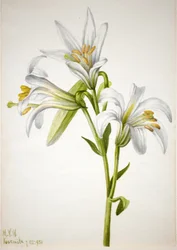 Washington Lily Lilium washingtonianum, 1933.