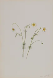 Vandkragefod Batrachium trichophyllum, 1918.