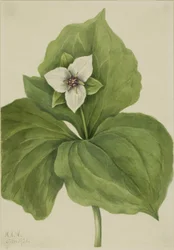 Wax Trillium (Trillium-album)