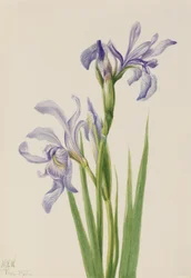 Vestlig blåflag (Iris missouriensis)