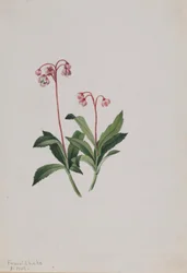 Vestlig pipsissewa (Chimaphila umbellata)