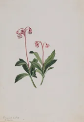 Western pipsissewa Chimaphila umbellata, 1902.