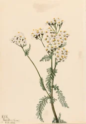 Vestlig røllike (Achillea lanulosa)