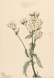 Western Yarrow Achillea lanulosa, 1922.