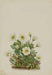 Hvid dryade (Dryas octopetala)
