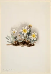 Hvid dryade (Dryas octopetala)