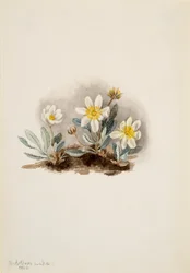Hvid Dryad Dryas octopetala, 1902.