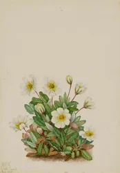 Hvid Dryad Dryas octopetala, 1925.