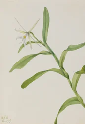 Hvid epidendrum (Epidendrum nocturnum)