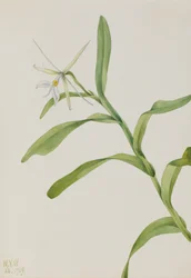 Hvid Epidendrum Epidendrum nocturnum, 1919.
