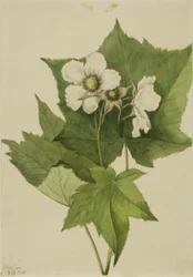 Hvidblomstrende hindbær (Rubus parviflorus)