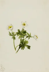 Hvid globusblomst (Trollius albiflorus)