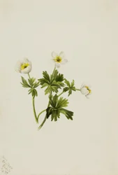 Hvid kugleblomst Trollius albiflorus, 1899.