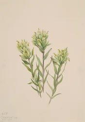 Hvid indisk pensel Castilleja occidentalis, 1920.