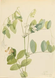 Hvid ært (Lathyrus ochroleucus)