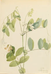 Hvid ært Lathyrus ochroleucus, 1920.