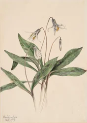 Hvid Ørredlilje Erythronium albidum, 1919.