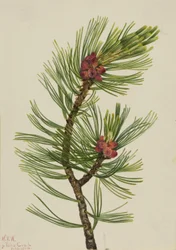 Hvidbarket fyr (Pinus albicaulis)