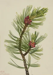 Hvidbarkefyr Pinus albicaulis, 1924.