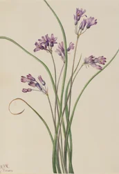 Vild hyacint (Brodiaea pulchella)