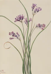 Vild hyacint Brodiaea pulchella, 1927.