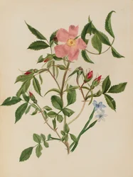 Wild Rose og Blue-eyed Grass Rosa arter og Sisyrinchium arter, n.d.