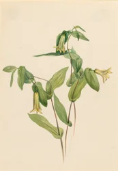 Skovmærke (Uvularia perfoliata)