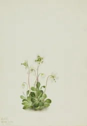 Skovnymfe (Moneses uniflora)