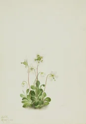 Wood Nymph Moneses uniflora, 1925.