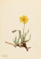Uldhåret agoseris (Agoseris villosa)