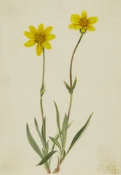 Uldfarvet arnica (Arnica tomentosa)