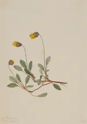 Gul dryade (Dryas drummondii)